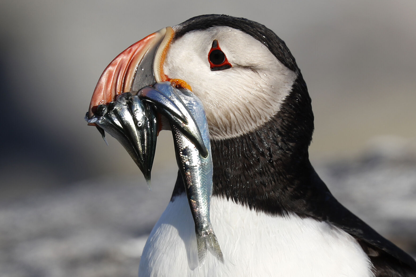 Puffin